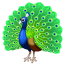Peacock U+1F99A