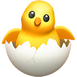 Hatching chick